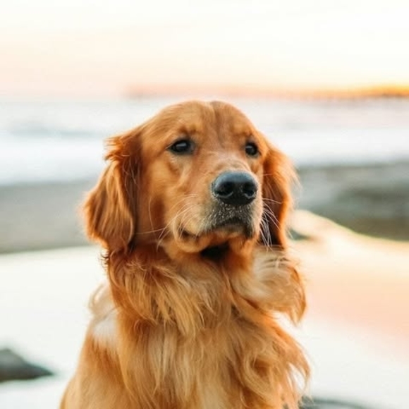 Meet your Posher, Evelyn - Picture 1 of 1